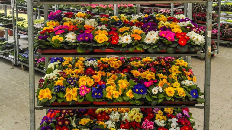 Blumen
