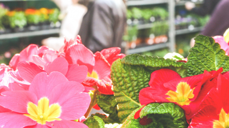 Erlebnismarkt Blumenmarkt